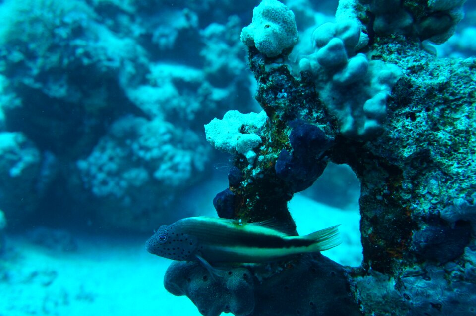 Scuba diving fish exotic