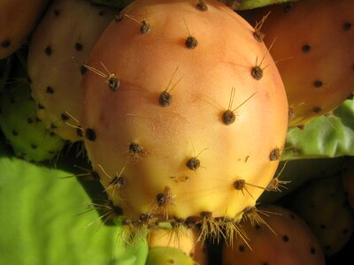 Prickly spur sweet on the inside