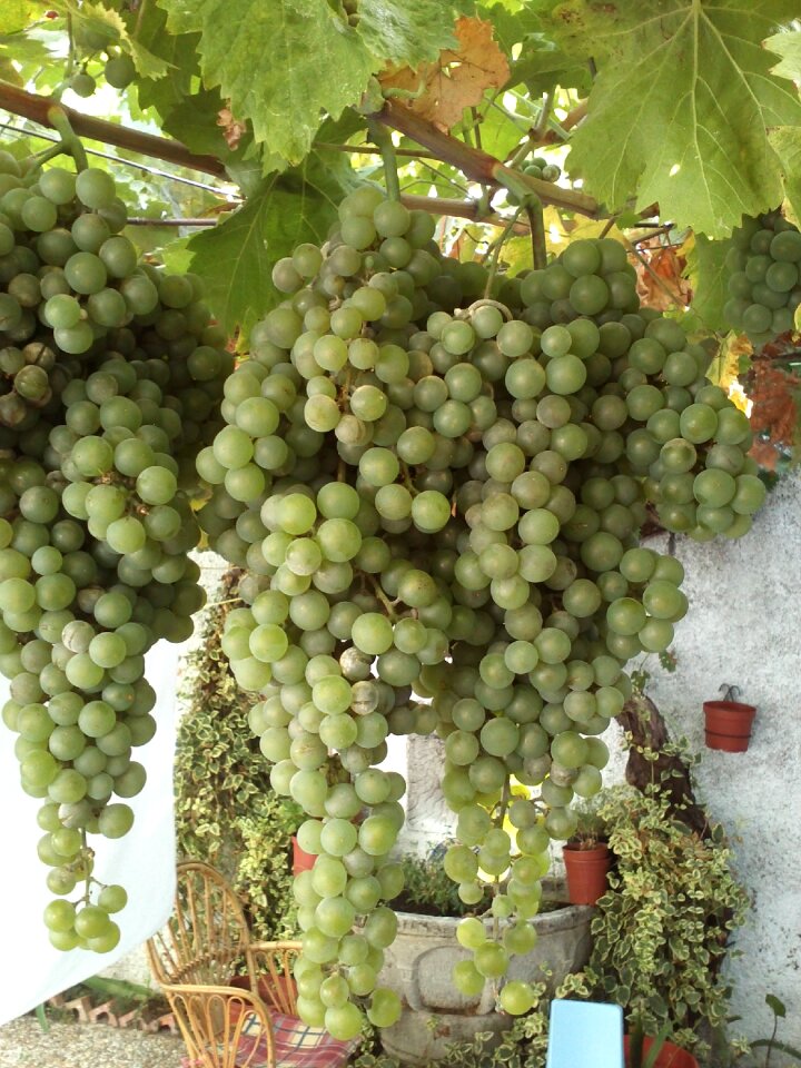 Nature plants grapes