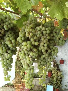 Nature plants grapes
