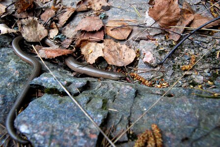 Animals snake lizard