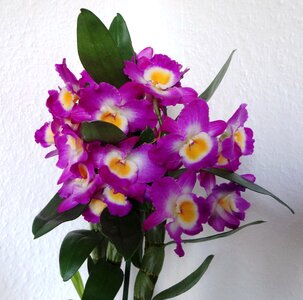Orchids purple dendrobium-mobile