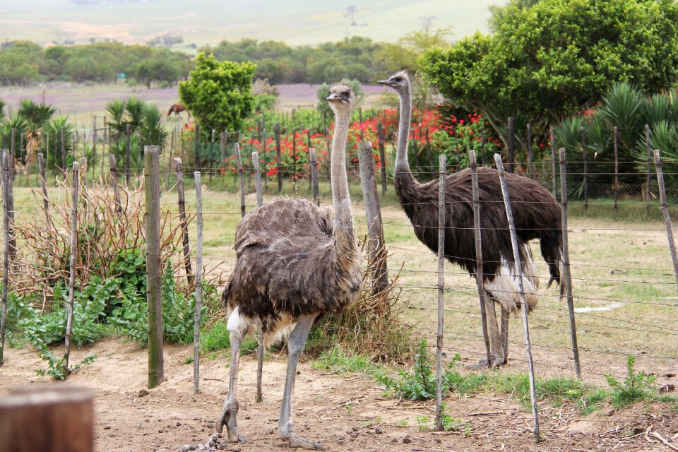 Ostrich bird animals