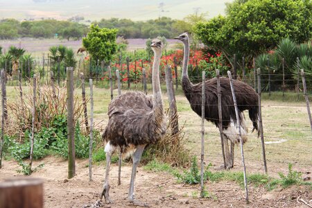 Ostrich bird animals