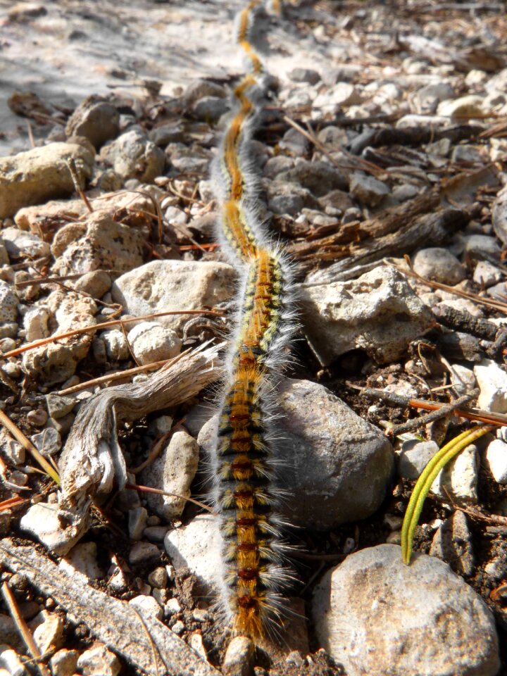 Pine caterpillars row