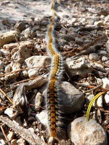 Pine caterpillars row