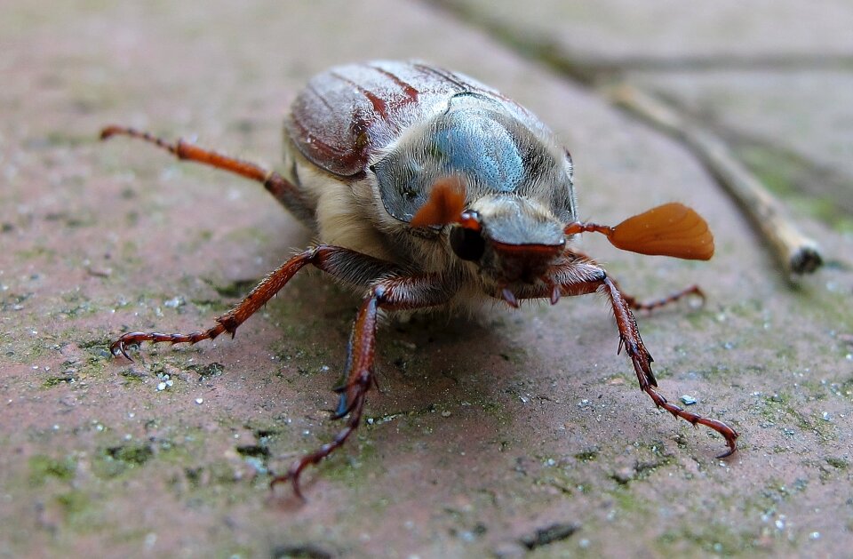 Maikäfer beetle may