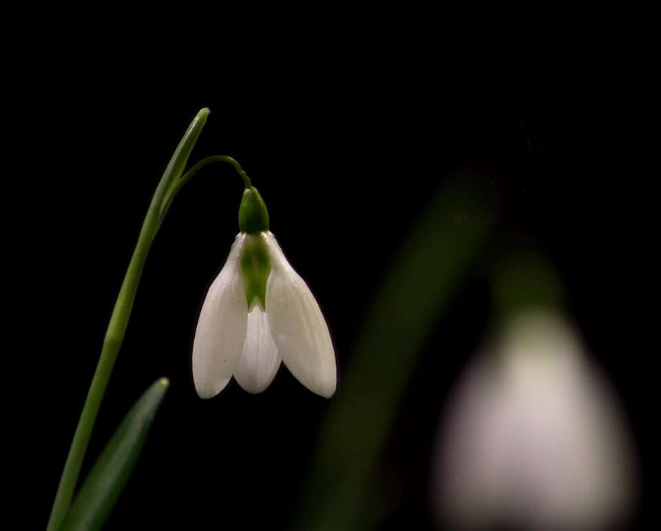 Macro white flowers spring