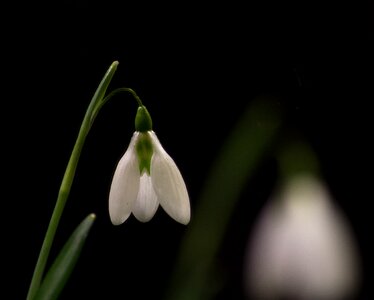 Macro white flowers spring