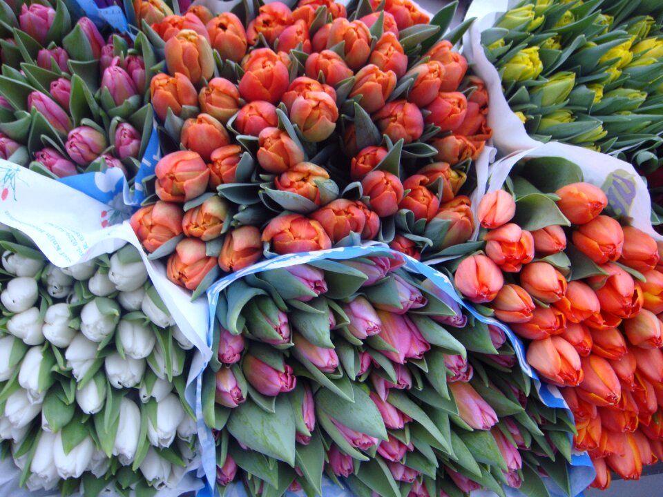 Tulips bouquet spring