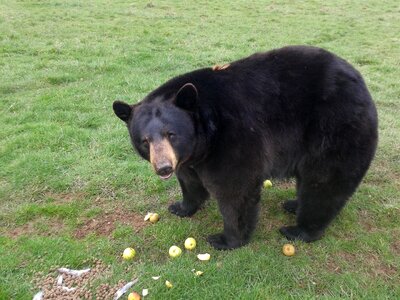 The bear animals zoo
