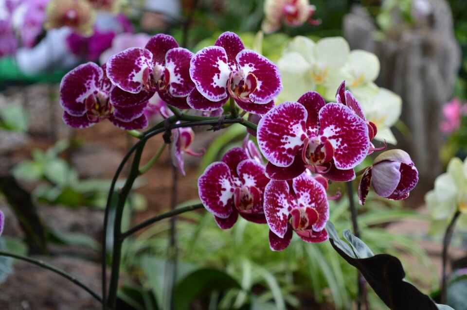 Garden blooming blossom