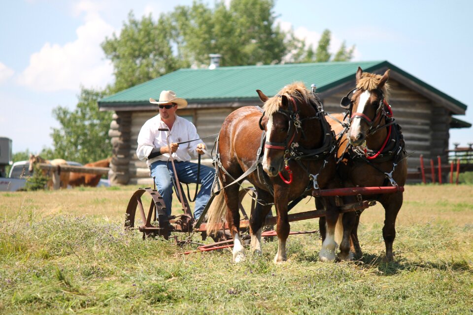 Draft agriculture teamwork