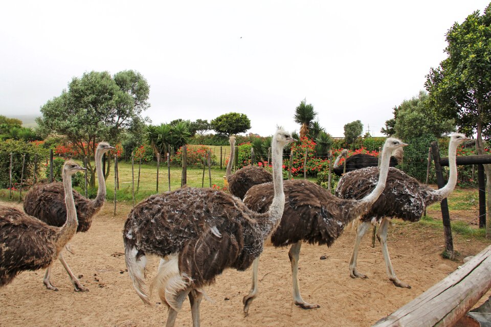 Ostrich bird animals