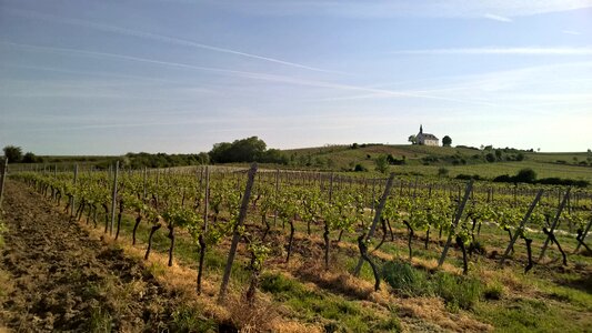 Wonnegau osthofen vineyards photo