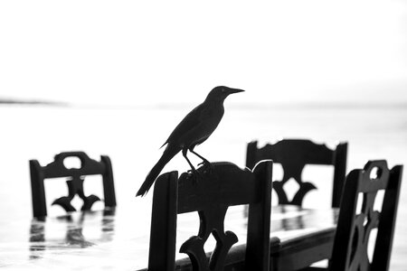 Curious stool chair