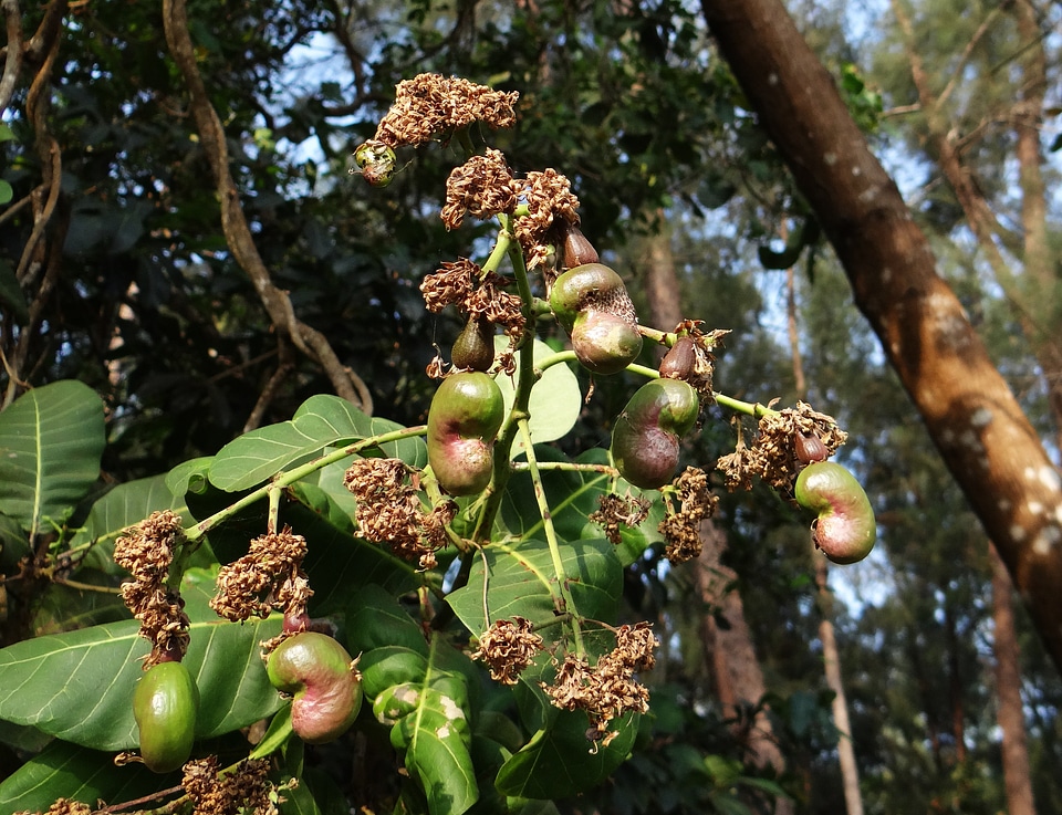 Tree cashew nut india