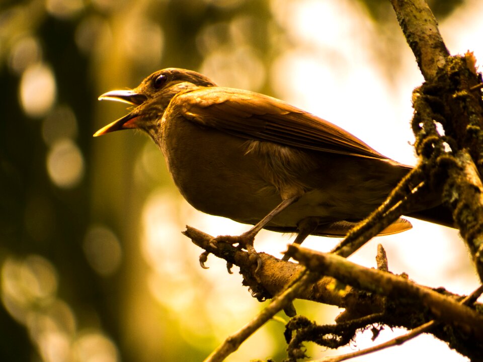 Tropical bird birdie free bird