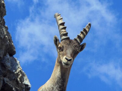 Young curious ibex