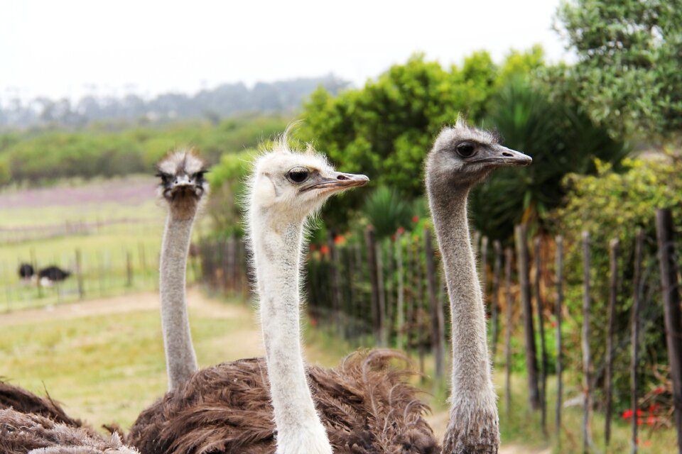 Ostrich bird animals