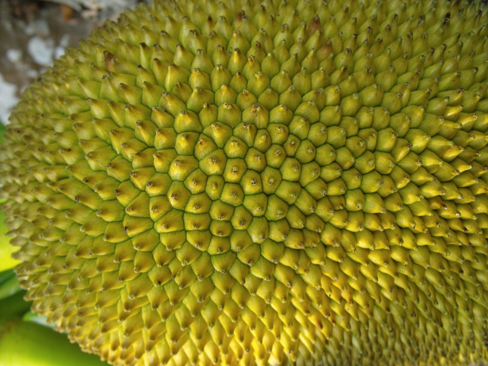 Exotic tropical shell