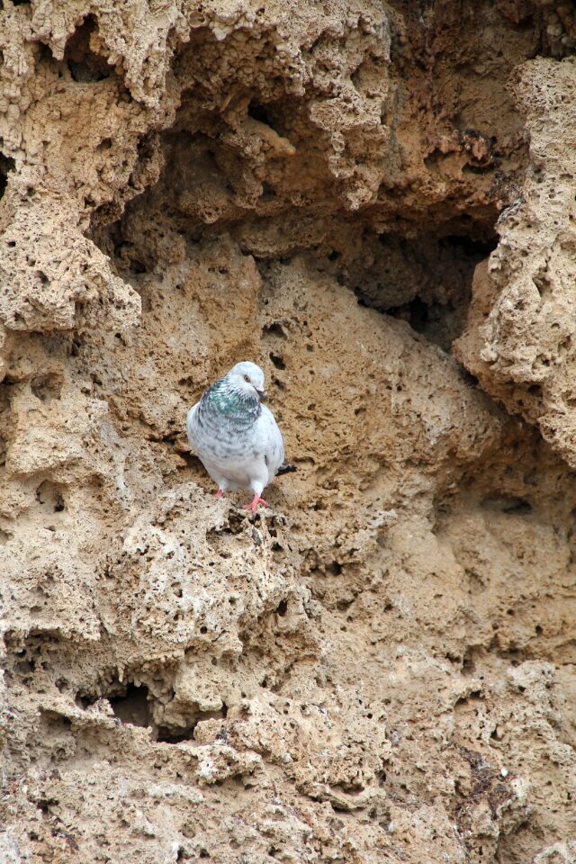 Animals pegon fauna
