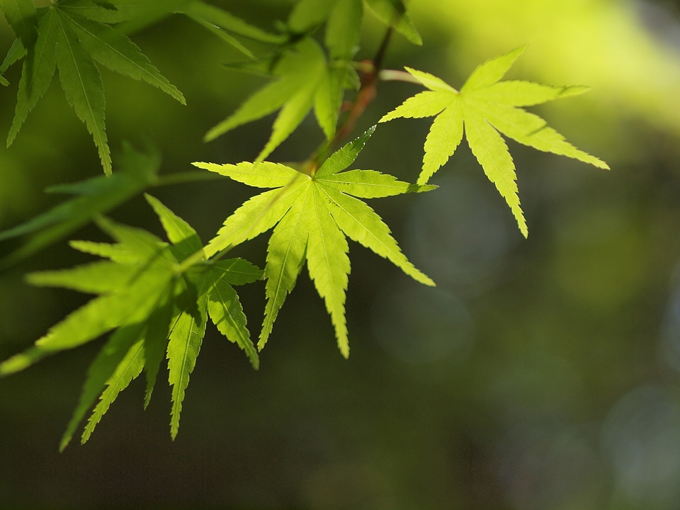 Japanese maple leaves foliage