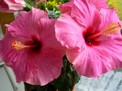 Hibiscus tea pink tea photo