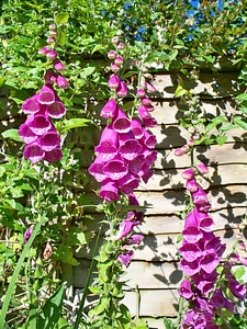 Flowers bells beautiful