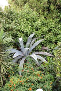 Outdoor garden aloe