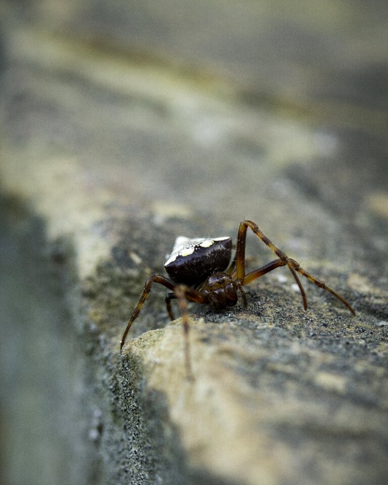 Nature creepy-crawly bug