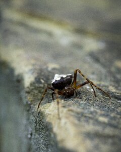 Nature creepy-crawly bug photo