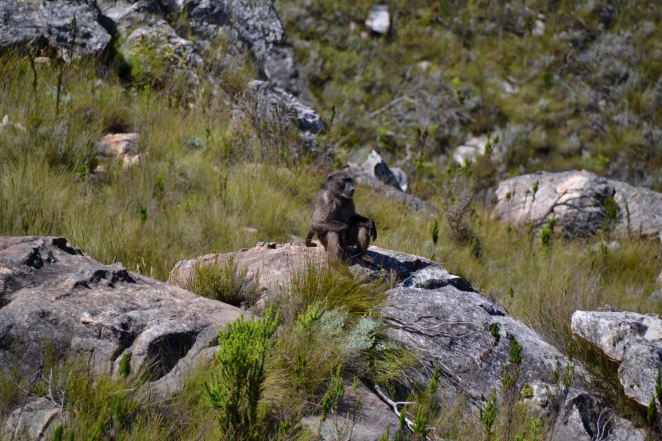 National park reserve fauna