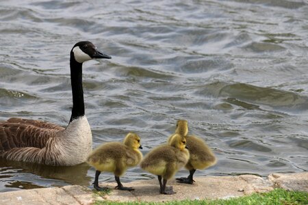 Spring animals ducks in pond nature photo