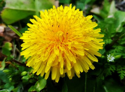 Bloom yellow flowers yellow photo