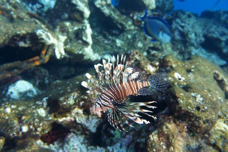 Your red sea tofik under water