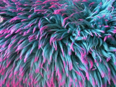 Fur blue pink