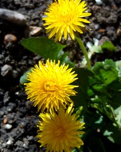 Spring springtime yellow