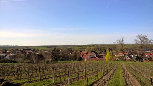 Osthofen vineyards spring