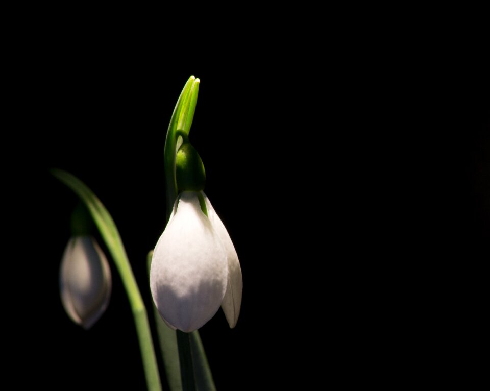 Macro white flowers spring