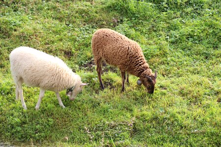 Animal farm white
