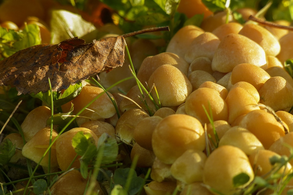 Wild mushrooms toxic sunlight