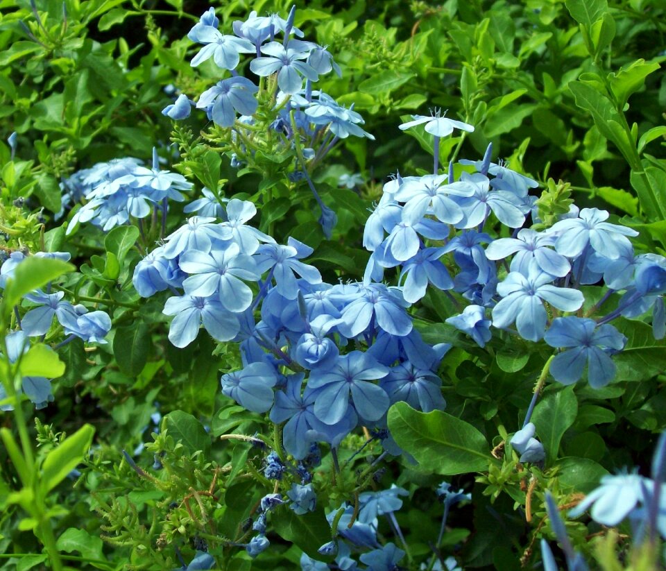 Spring blue outdoor