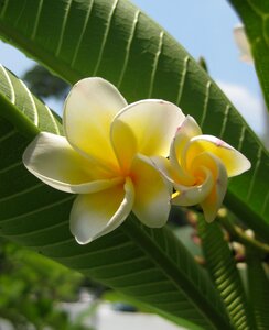 Tropical blossom photo