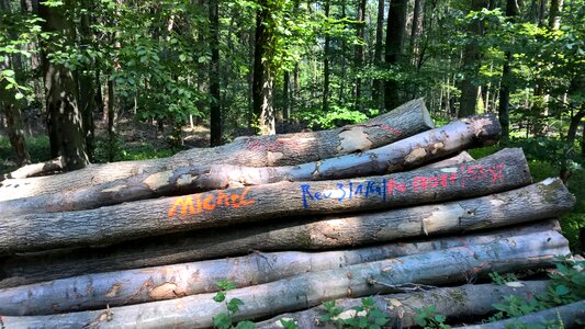 Wood forest summer