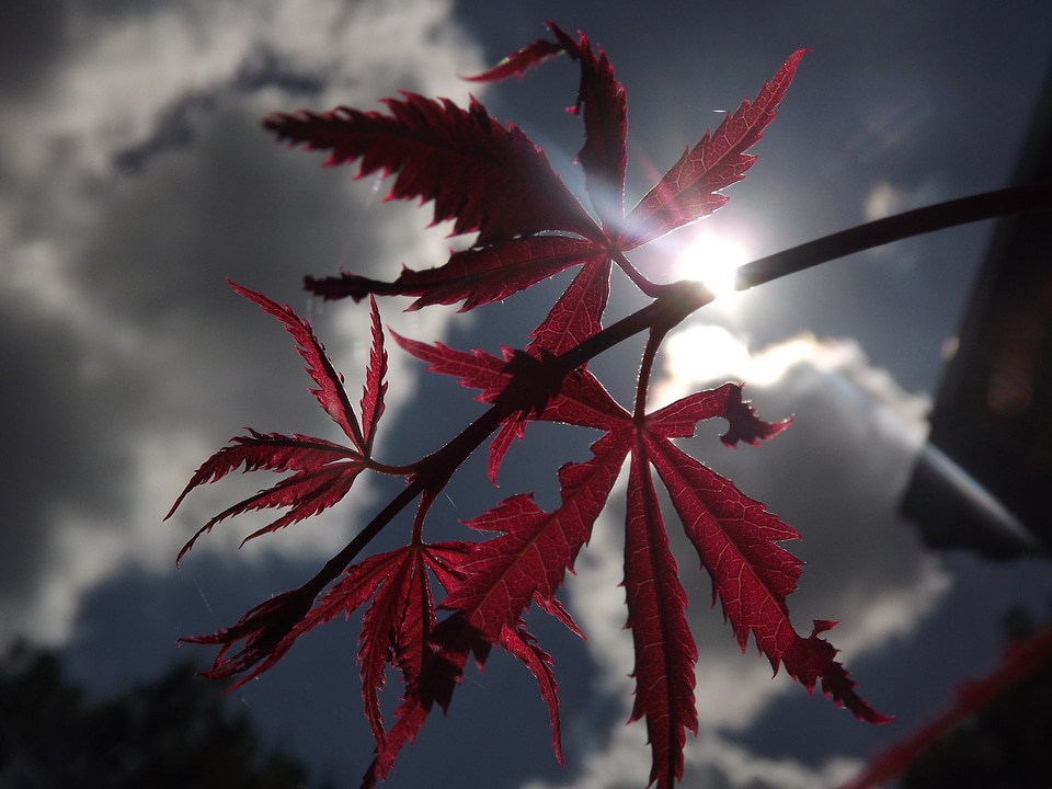 Japanese maple light shadow