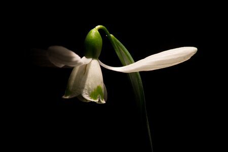 Macro white flowers spring