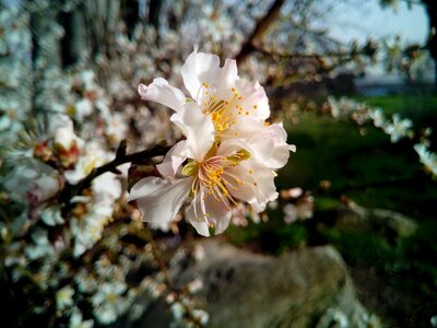 Nature almond flower flowering
