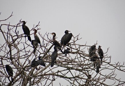 Fauna iim kolkata photo