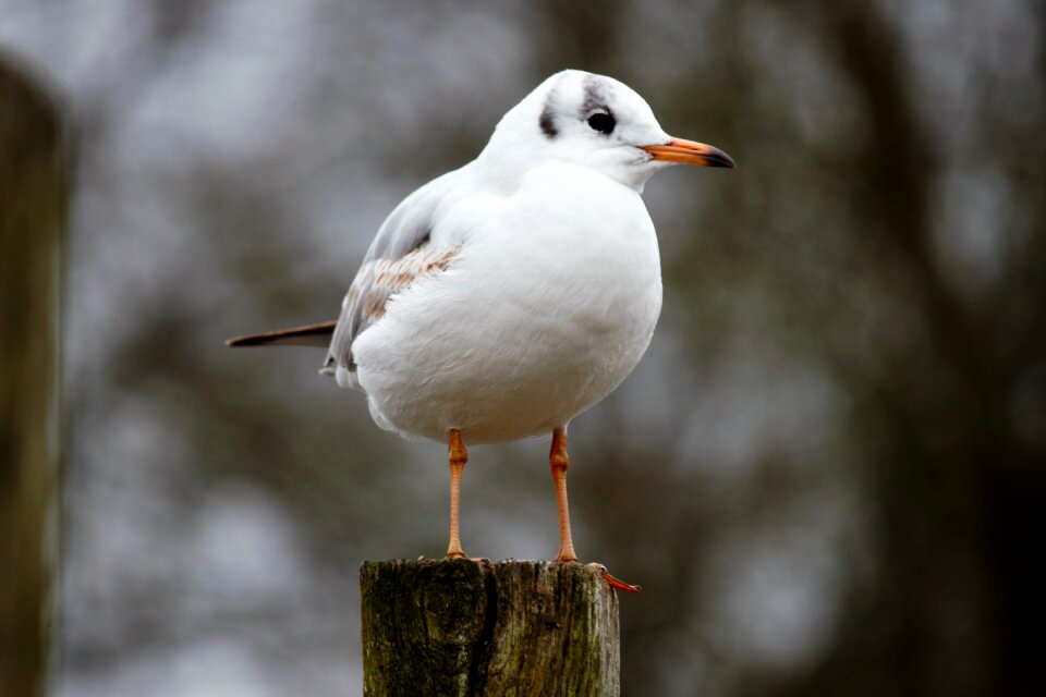 Animal wildlife first winter plumage